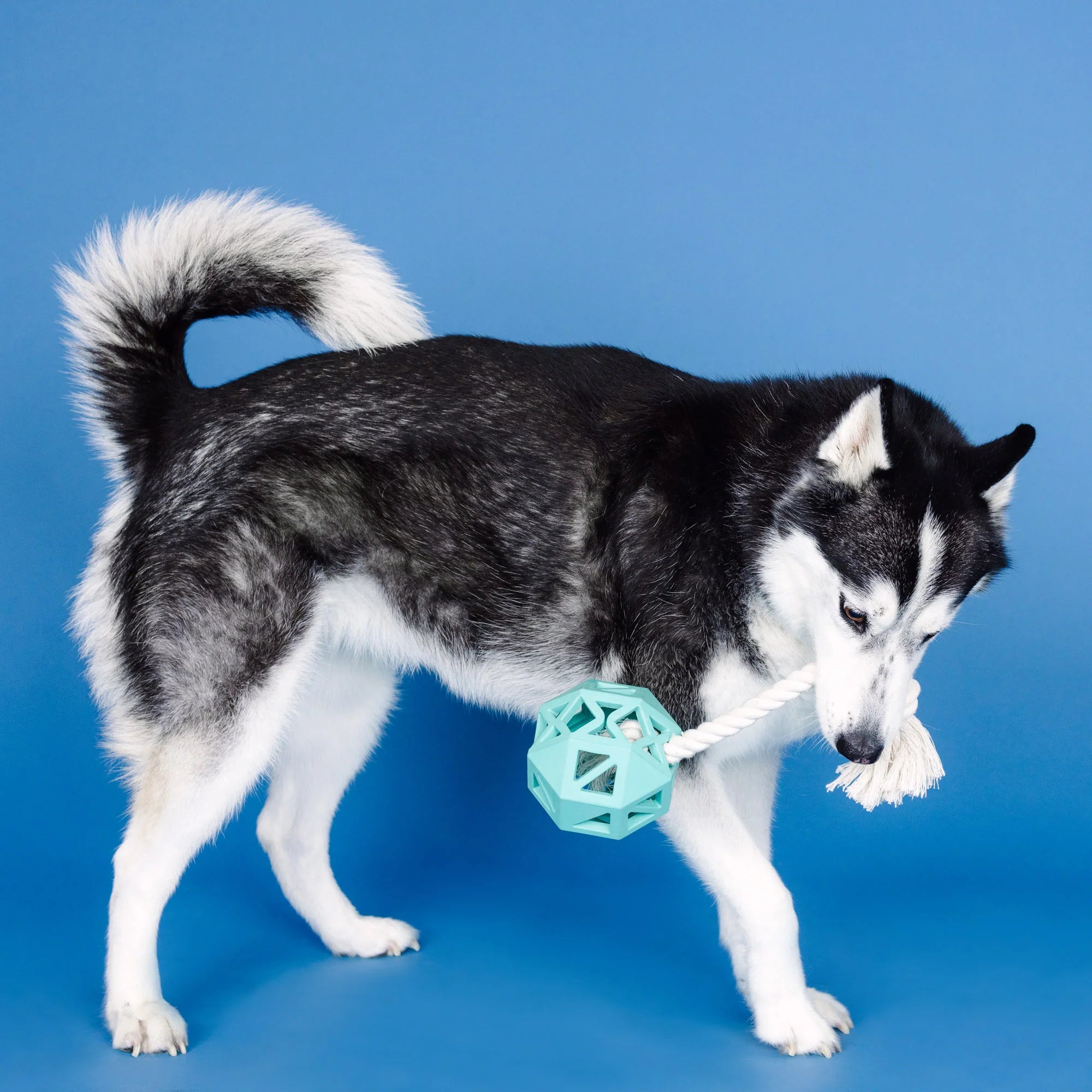 "Pull My Way" Rubber Dog Toy – Treat Dispenser & Tug Toy