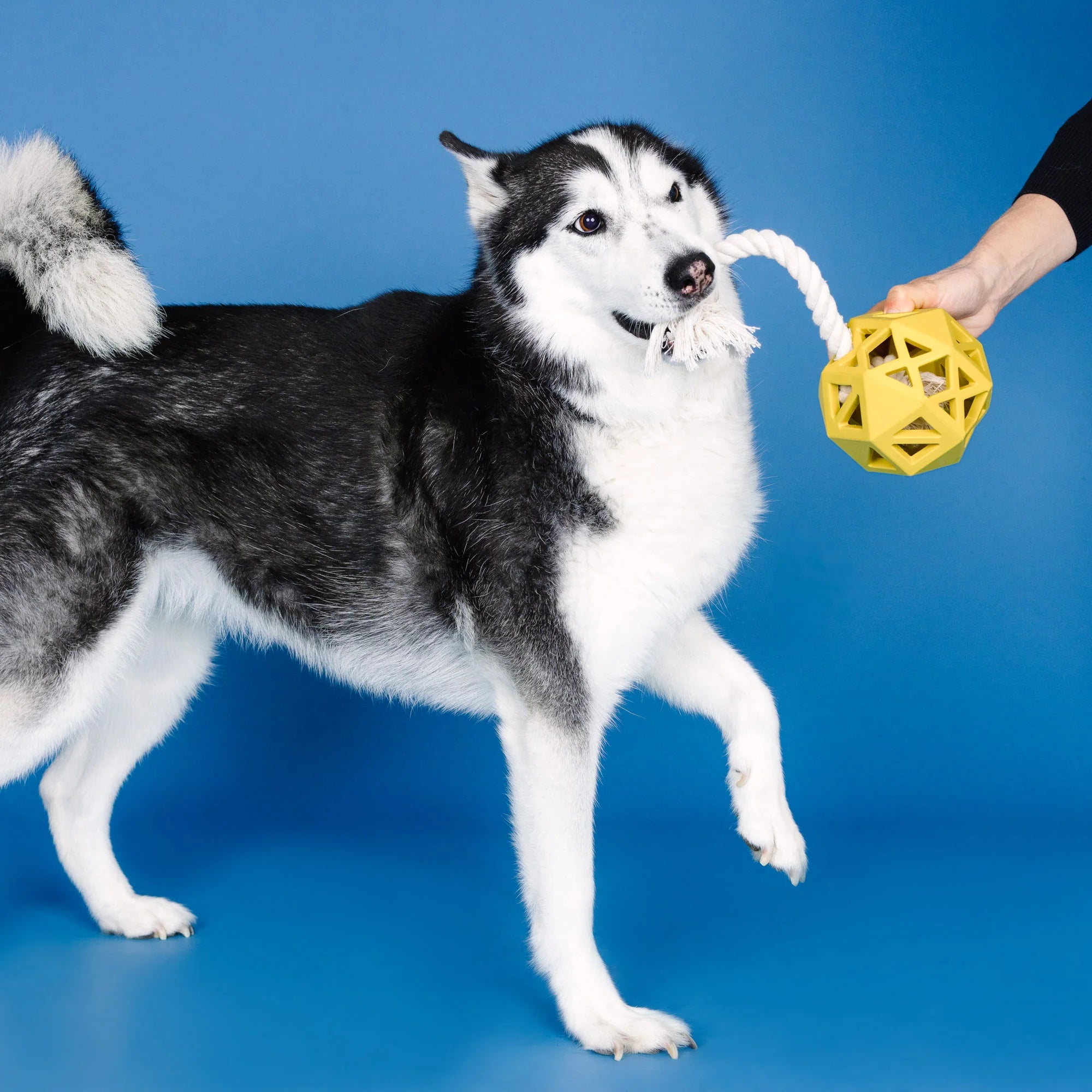 "Pull My Way" Rubber Dog Toy – Treat Dispenser & Tug Toy
