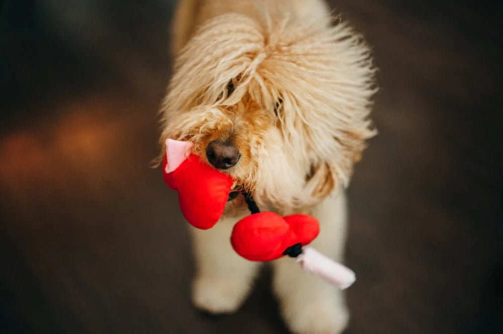 Dog holding a red and black toy in its mouth against a blurred background