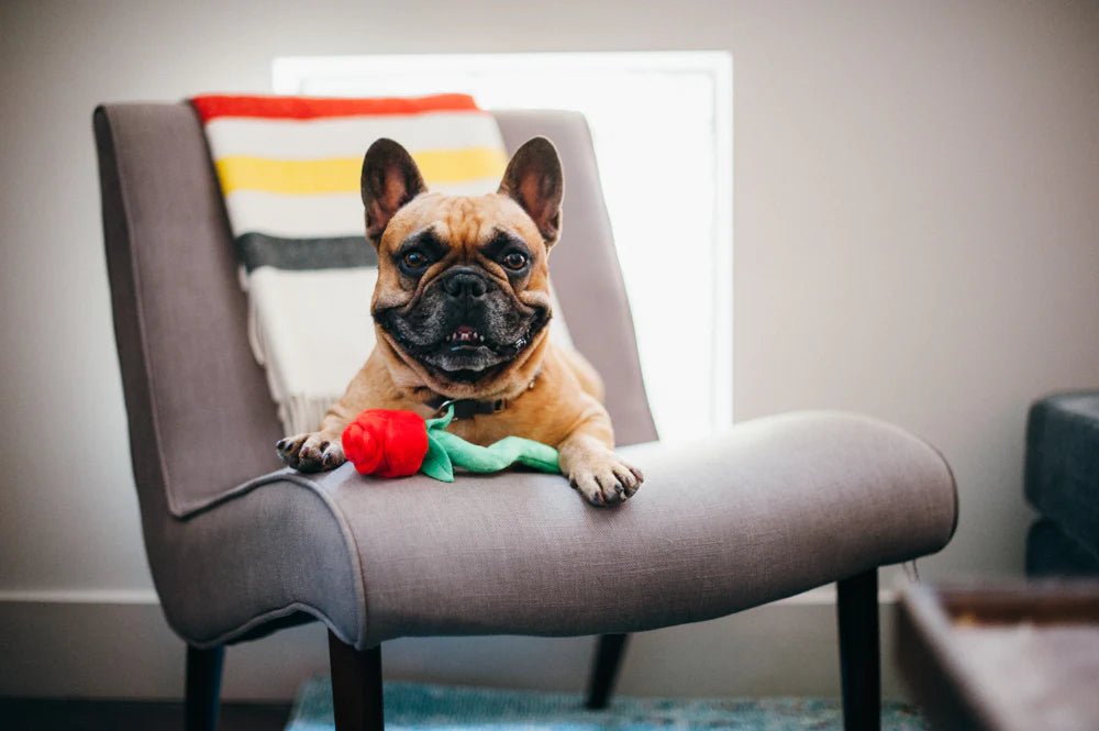 Dog sitting on a chair with a colorful blanket and toy