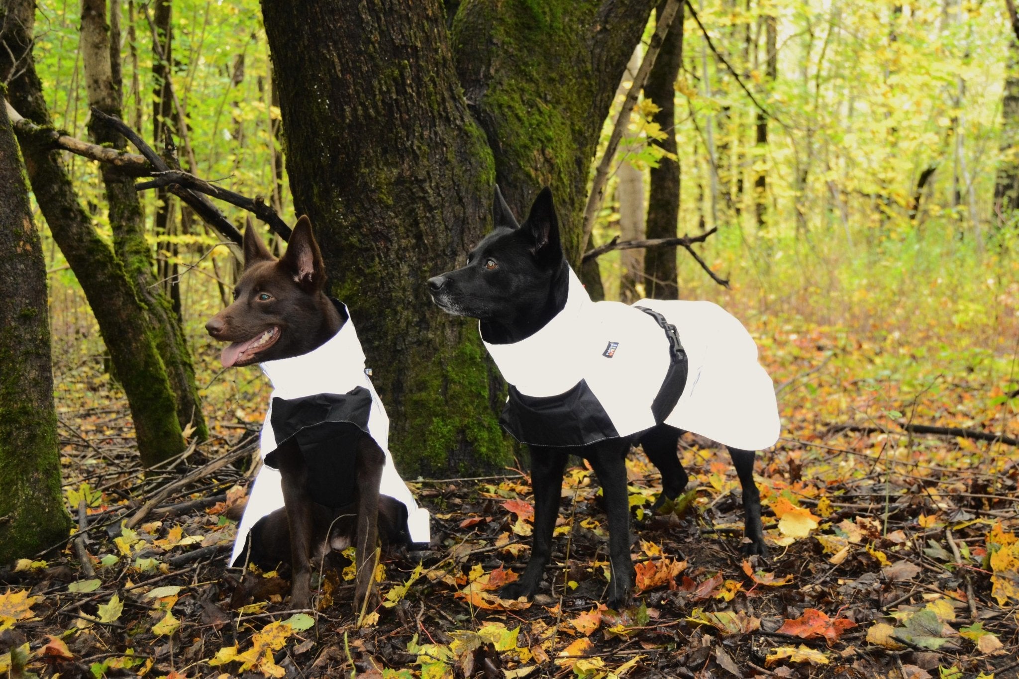 Two dogs wearing white coats in a forest setting with trees and fallen leaves.