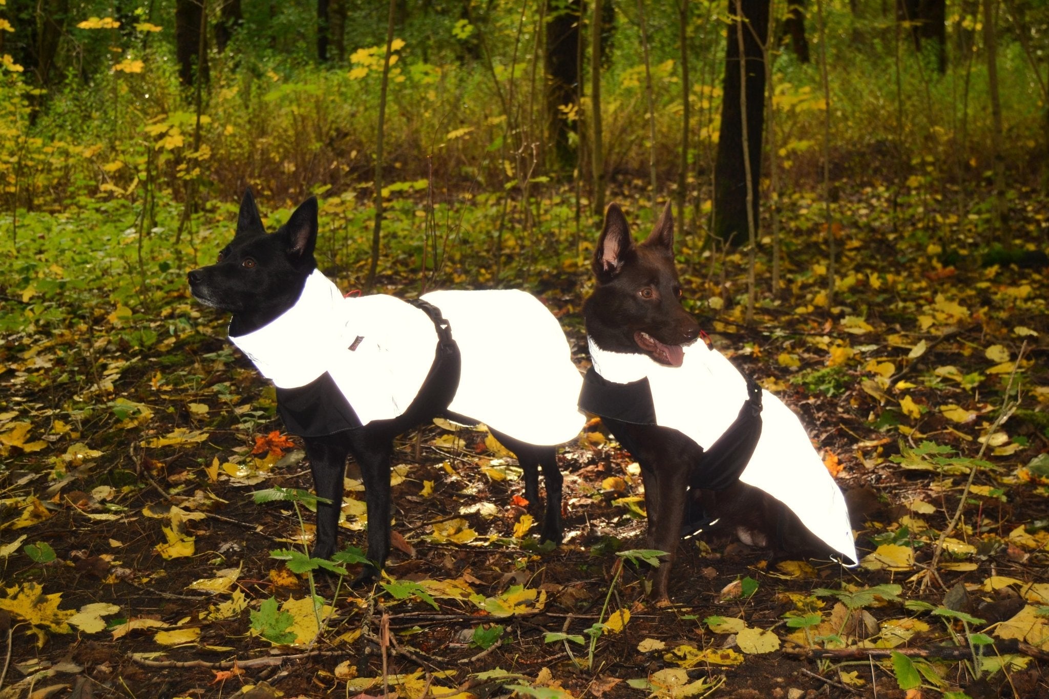 Two dogs in white and black coats standing in a forest with fallen leaves on the ground.