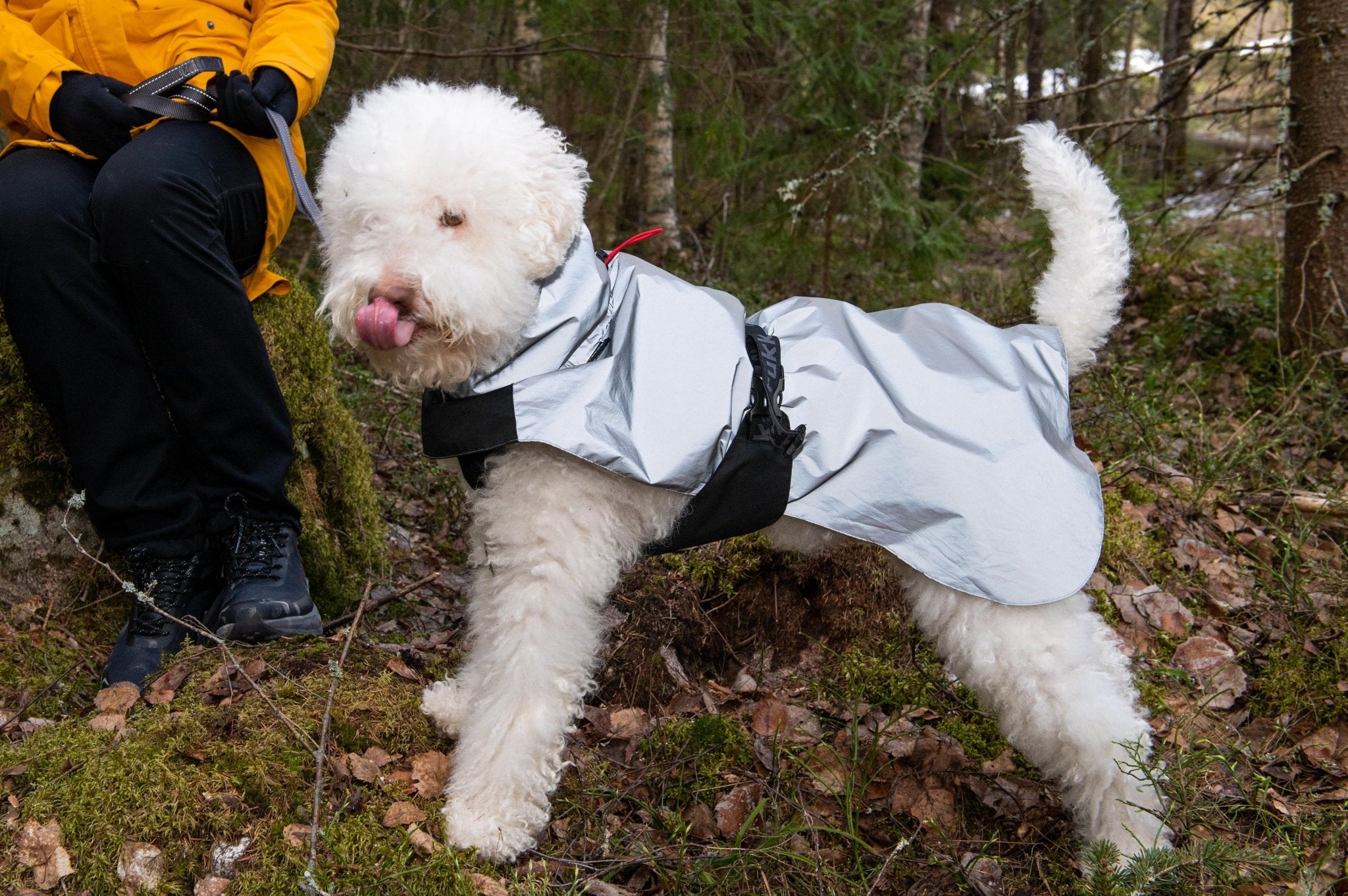 White dog wearing a raincoat in a forest setting