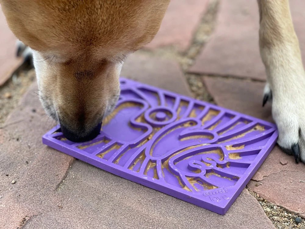 Dog drinking from a purple dog bowl on a stone surface
