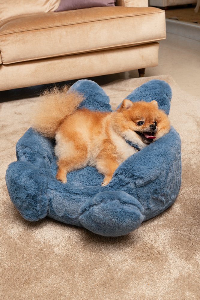 Small dog sitting on a blue pet bed in a living room.