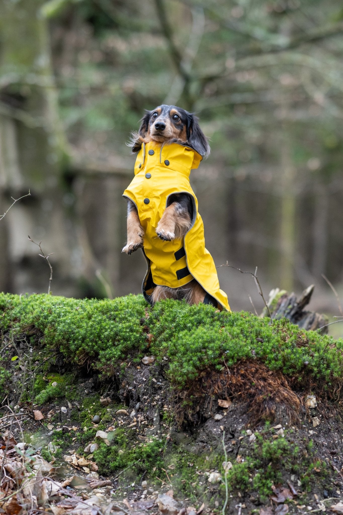 Stream Raincoat - Share Happy Outfits