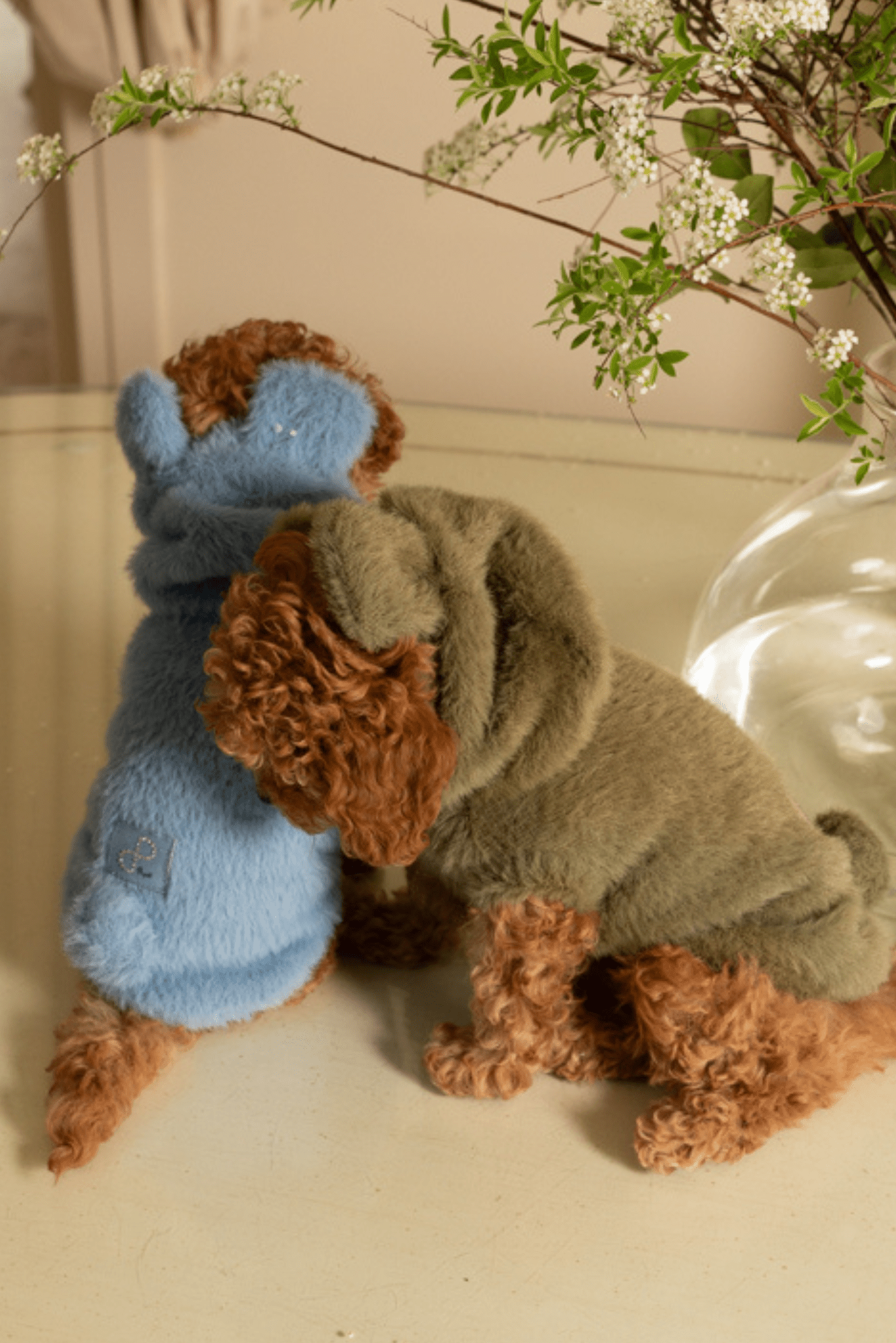 Two small dogs wearing coats, one blue and one gray, on a light surface with a plant in the background.