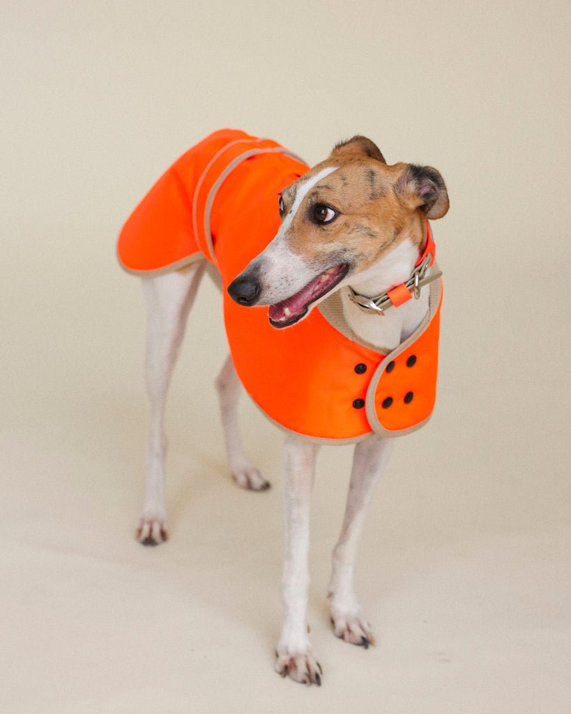 The Glow Raincoat - Orange - Regular Fit - Share Happy Outfits