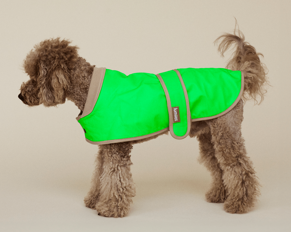 The Glow Raincoat Oxford - Green - Dachshund/Poodle Fit - Share Happy Outfits