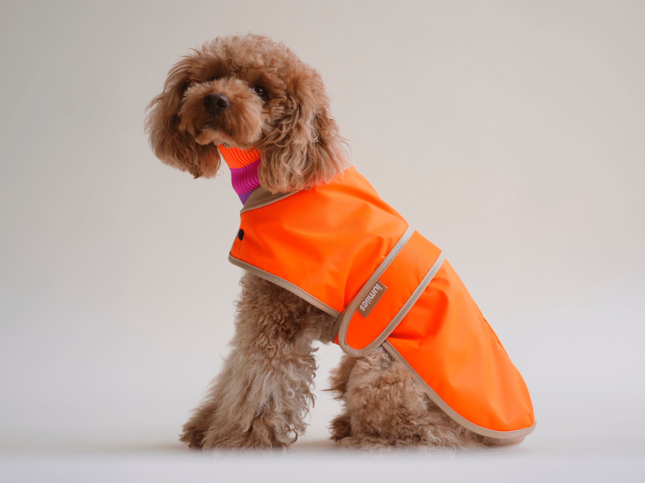 The Glow Raincoat Oxford - Orange - Dachshund/Poodle Fit - Share Happy Outfits