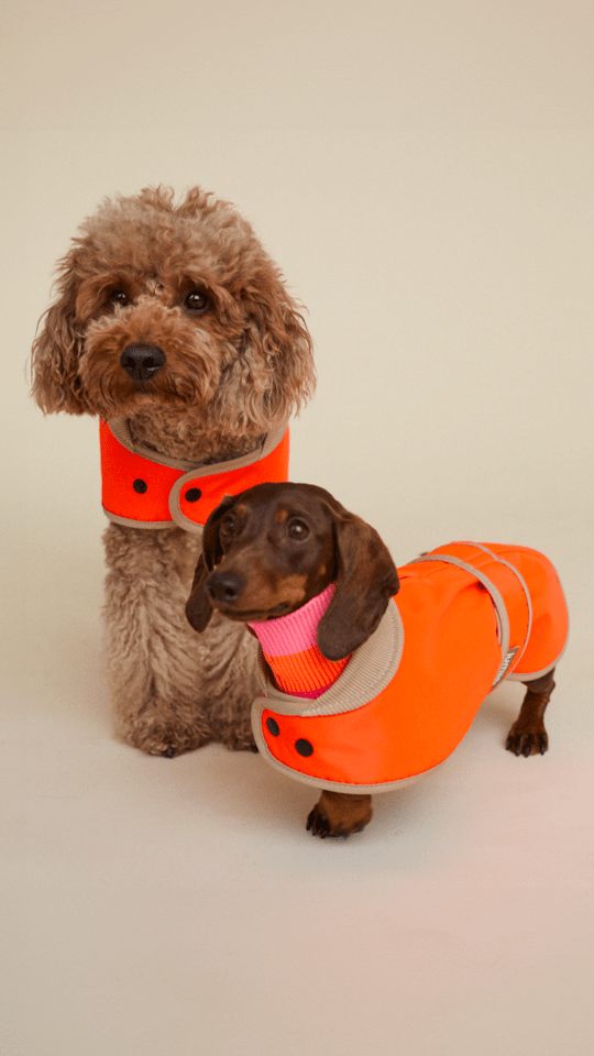 The Glow Raincoat Oxford - Orange - Dachshund/Poodle Fit - Share Happy Outfits