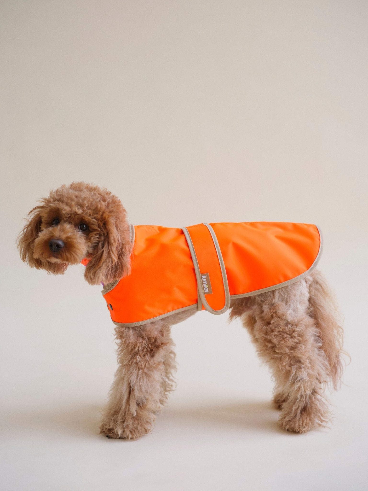 The Glow Raincoat Oxford - Orange - Dachshund/Poodle Fit - Share Happy Outfits