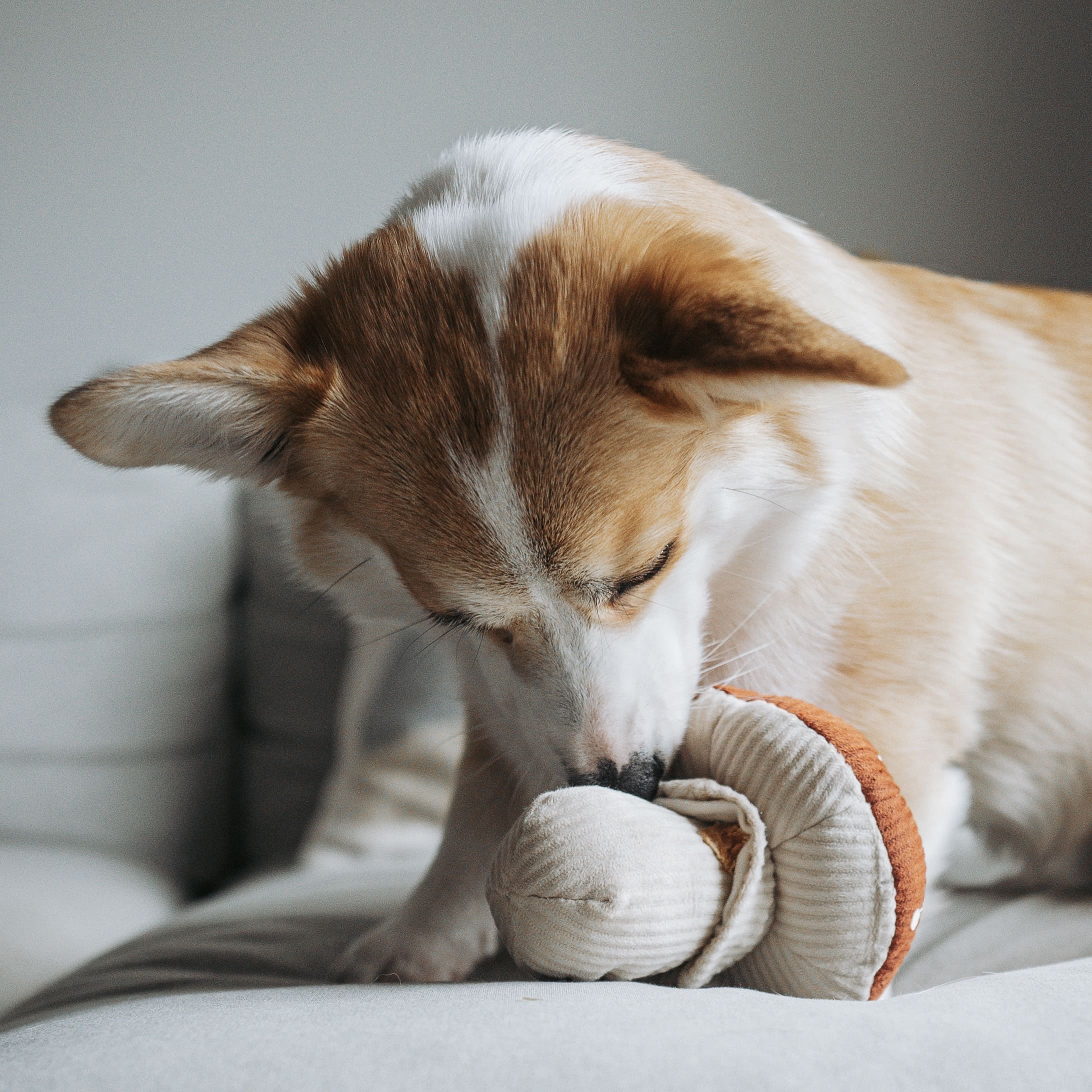 Shroom - Interactive Snuffle & Burrow Dog Toy