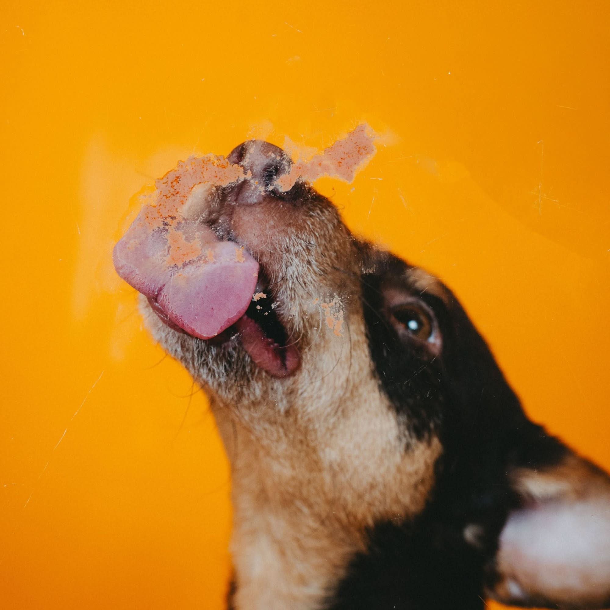 VEGDOG Levervurst | Vegan Training Treat Paste for Dogs | Hypoallergenic Reward in a Tube - Share Happy Outfits