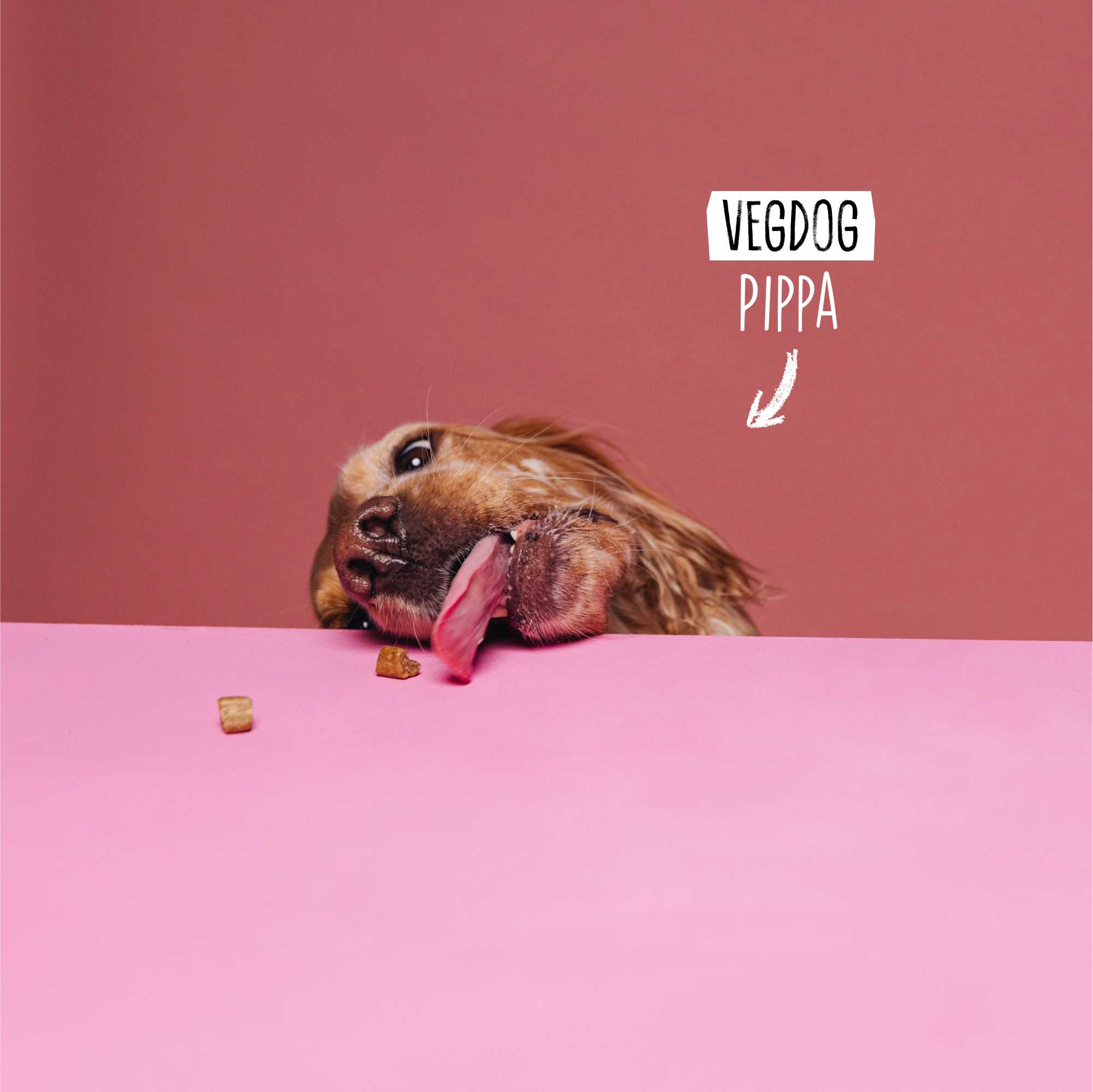 Dog with a pink background and &