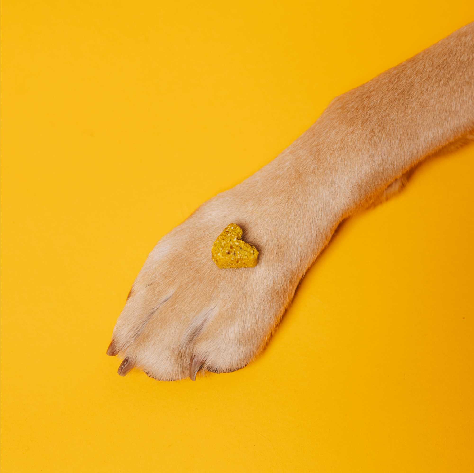 Dog paw with a heart-shaped treat on a yellow background