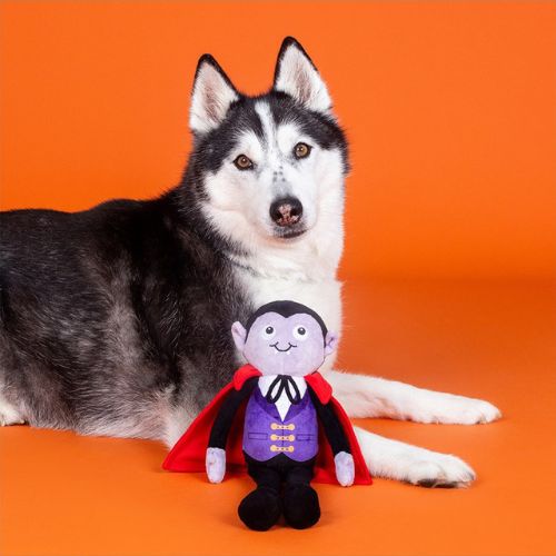 A black and white Siberian husky lies on an orange studio background next to a small vampire plush toy wearing a purple suit and red cape.