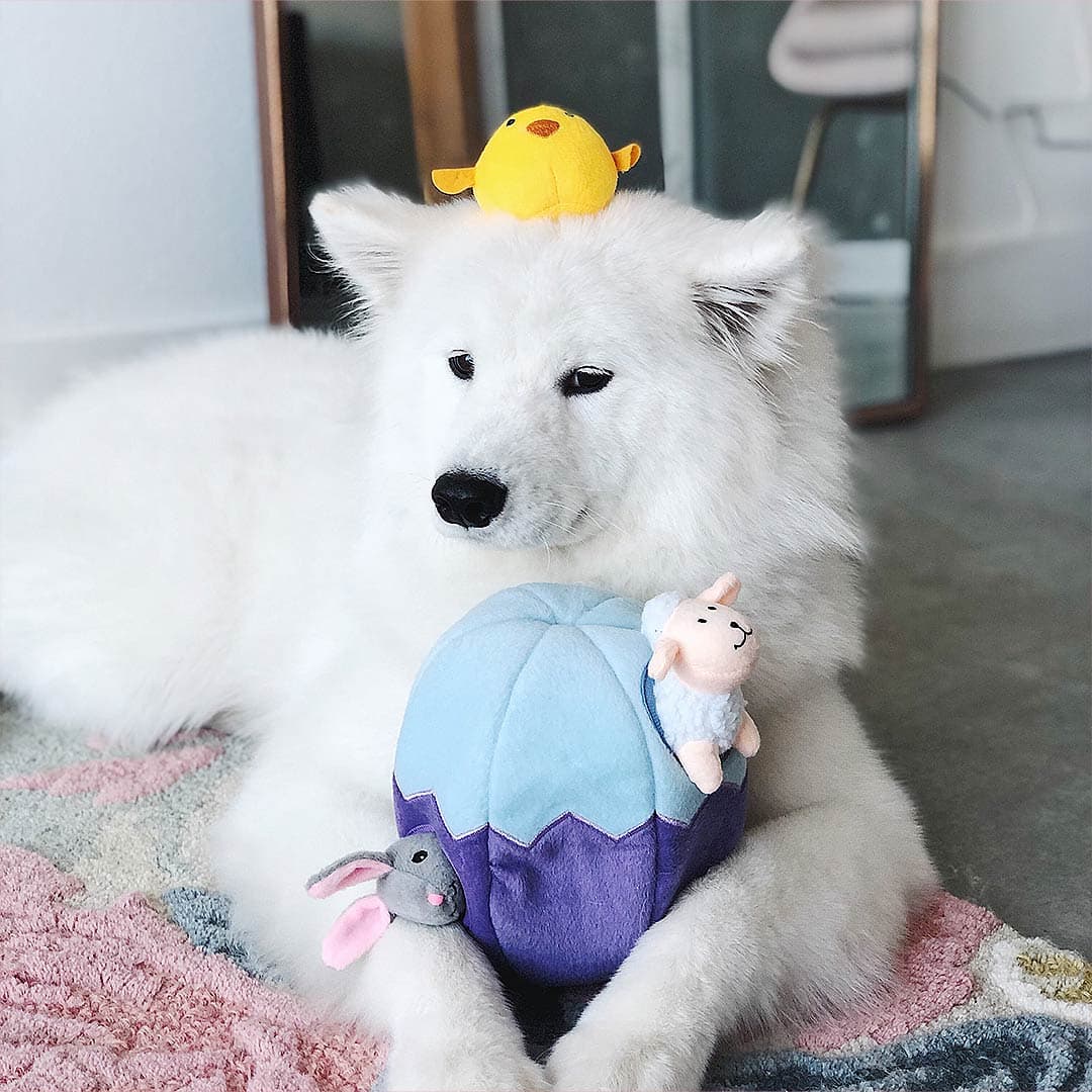 White dog playing with a plush toy on a pink rug