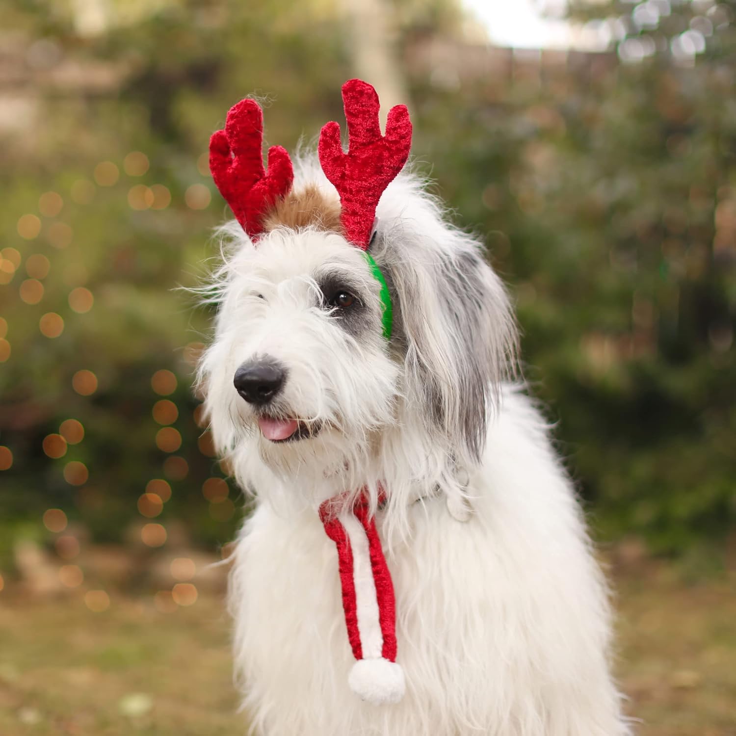 Dog wearing red reindeer antlers with a blurred outdoor background