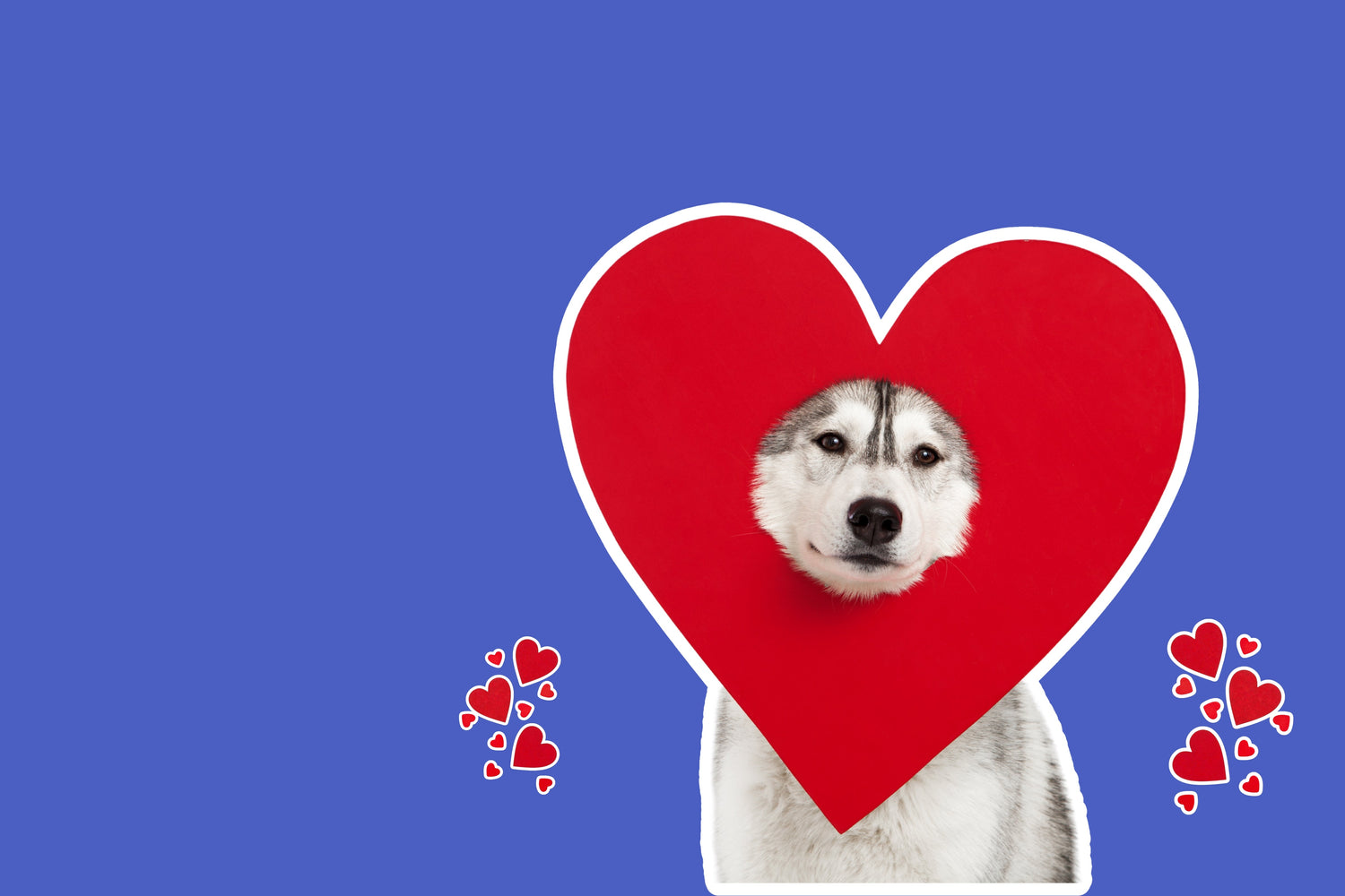 Love at First Bark: Valentine’s Day Gifts for Dogs That Actually Matter