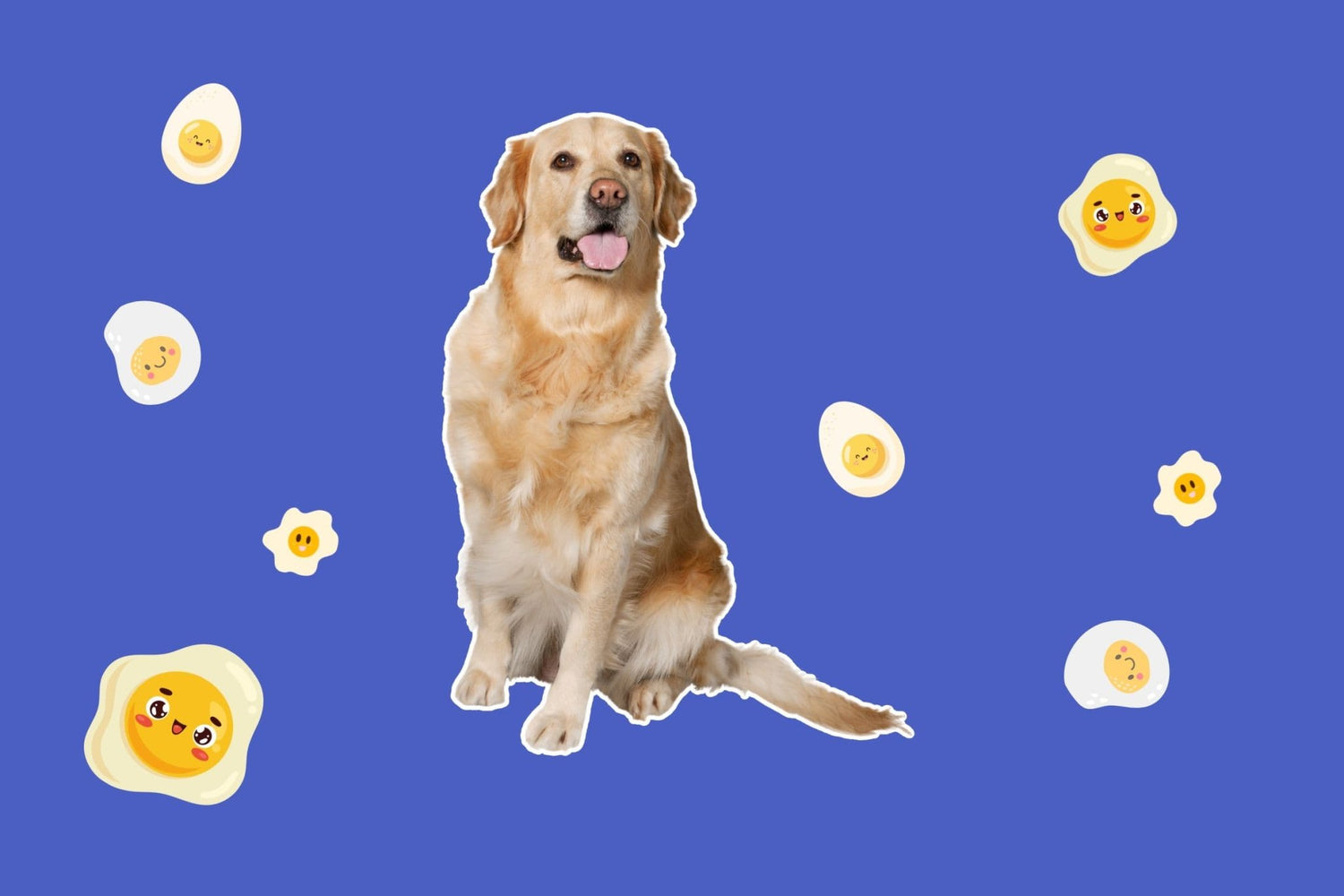 Can Dogs Eat Eggs? A Complete Guide to Feeding Eggs