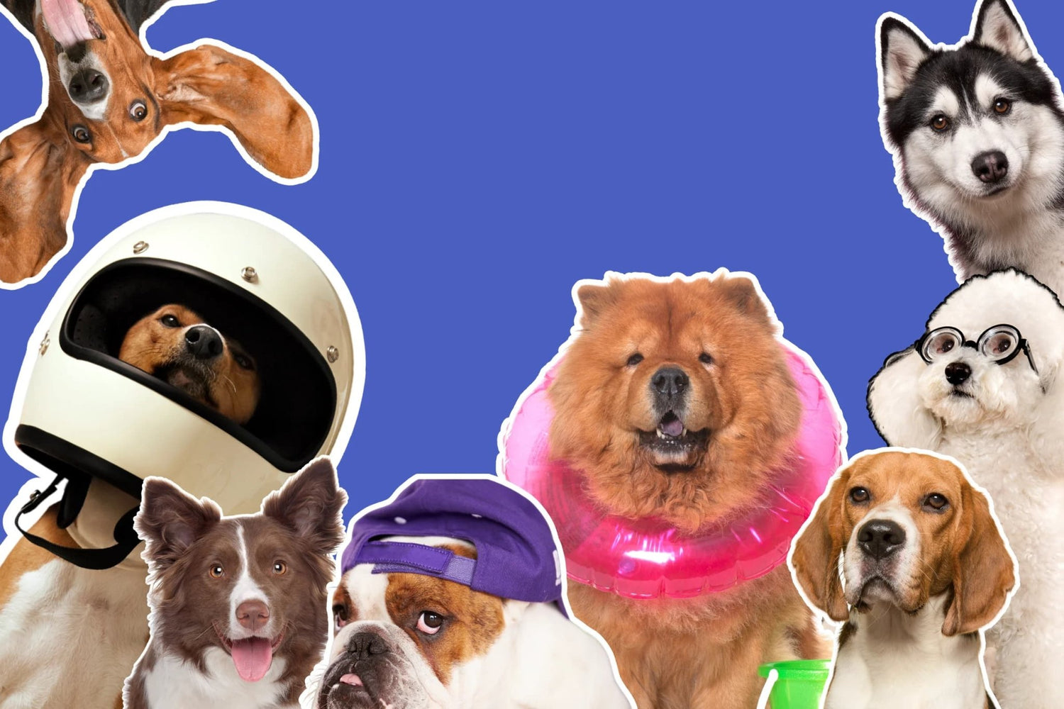 Do All Dogs Train the Same Way?