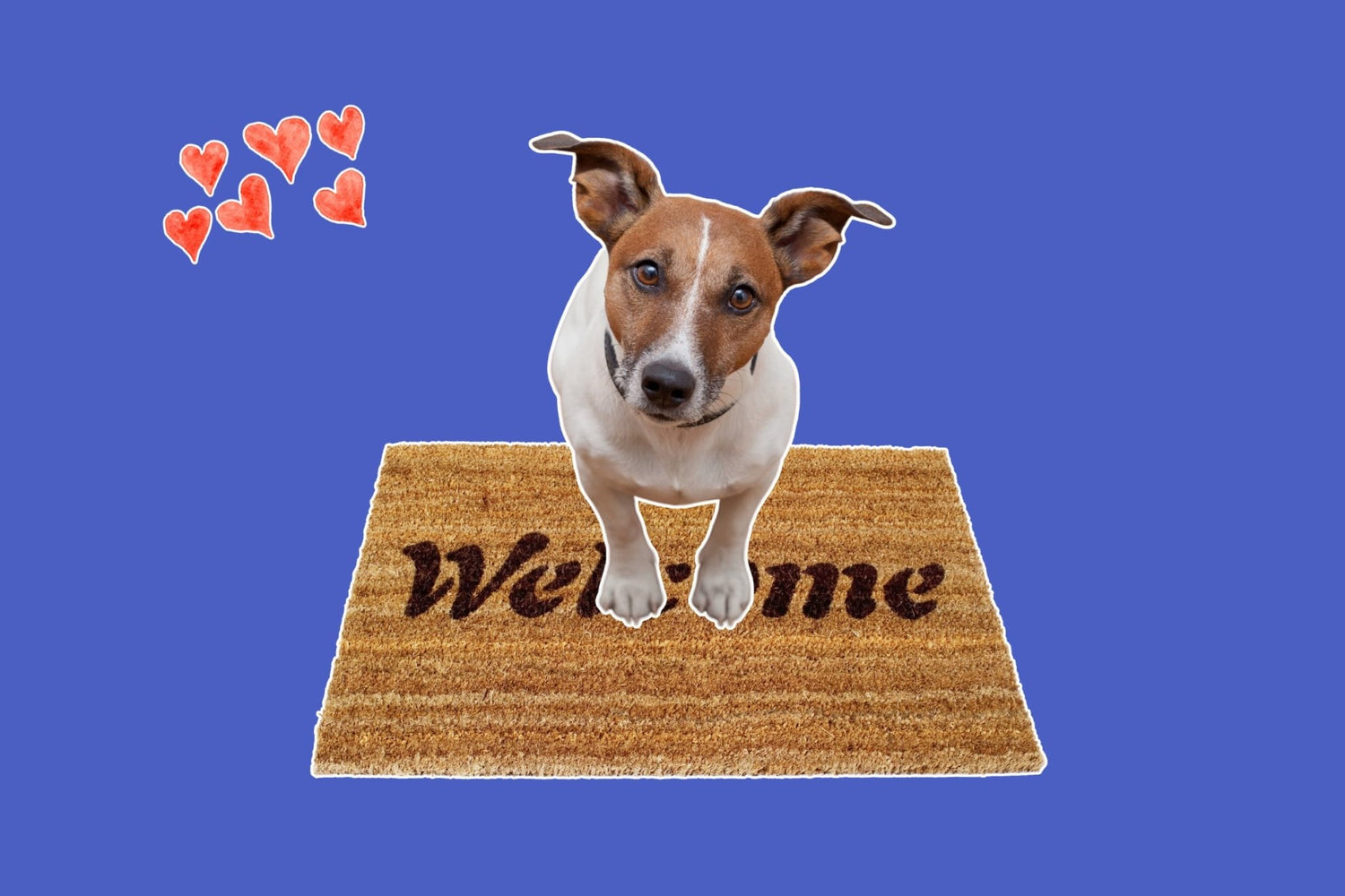 Dog Adoption Made Easy: Your Warm & Practical Checklist for a Happy Beginning