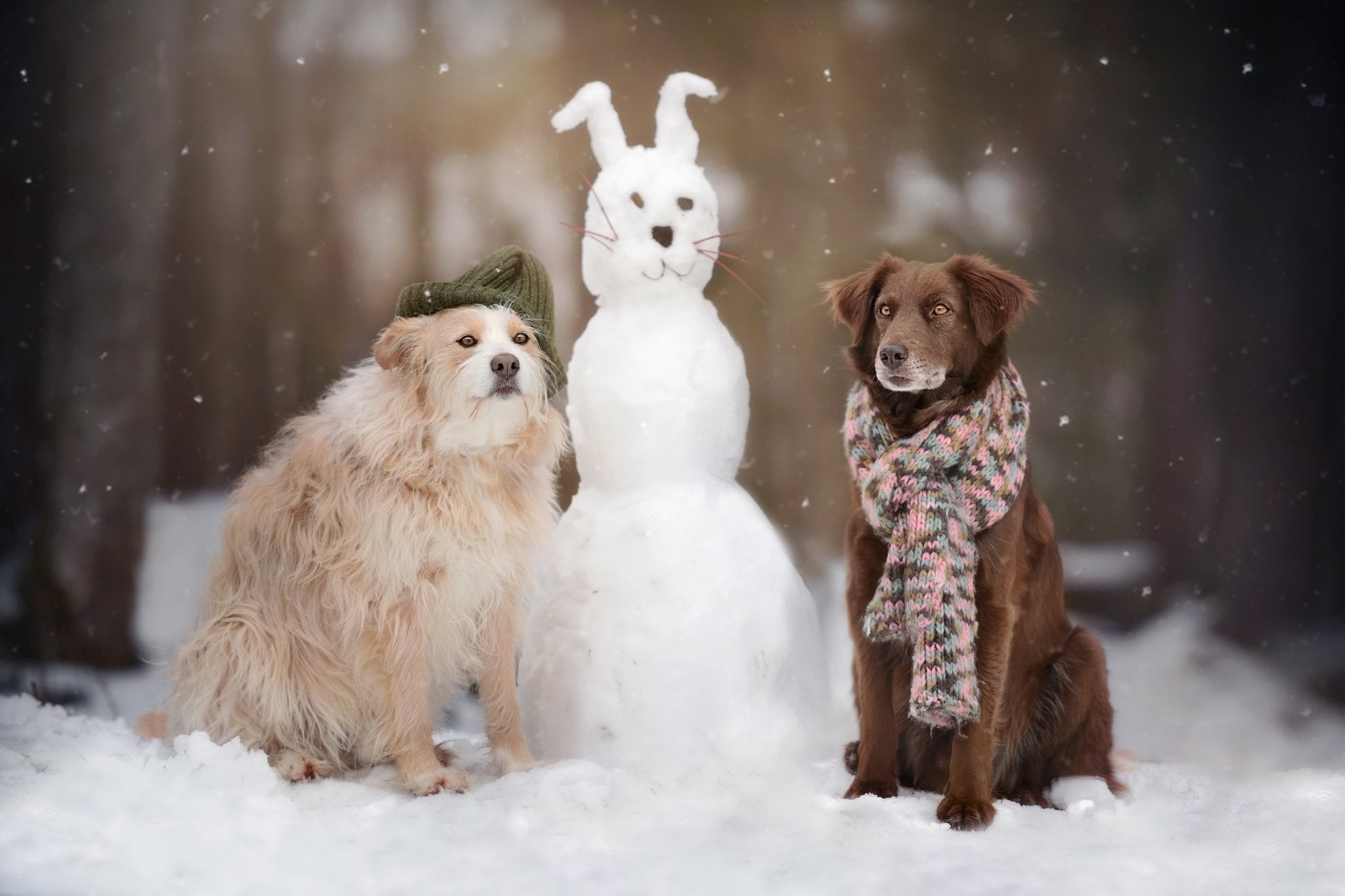 How Cold Weather Affects Dog Behavior: Signs Your Dog is Cold