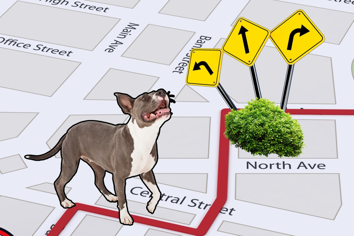 How Dogs Find Their Way: The Surprising Science Behind Your Pup's Mental Map