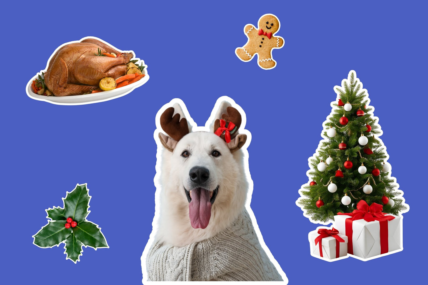 How to Make Christmas & New Year Safer and Less Stressful for Dogs