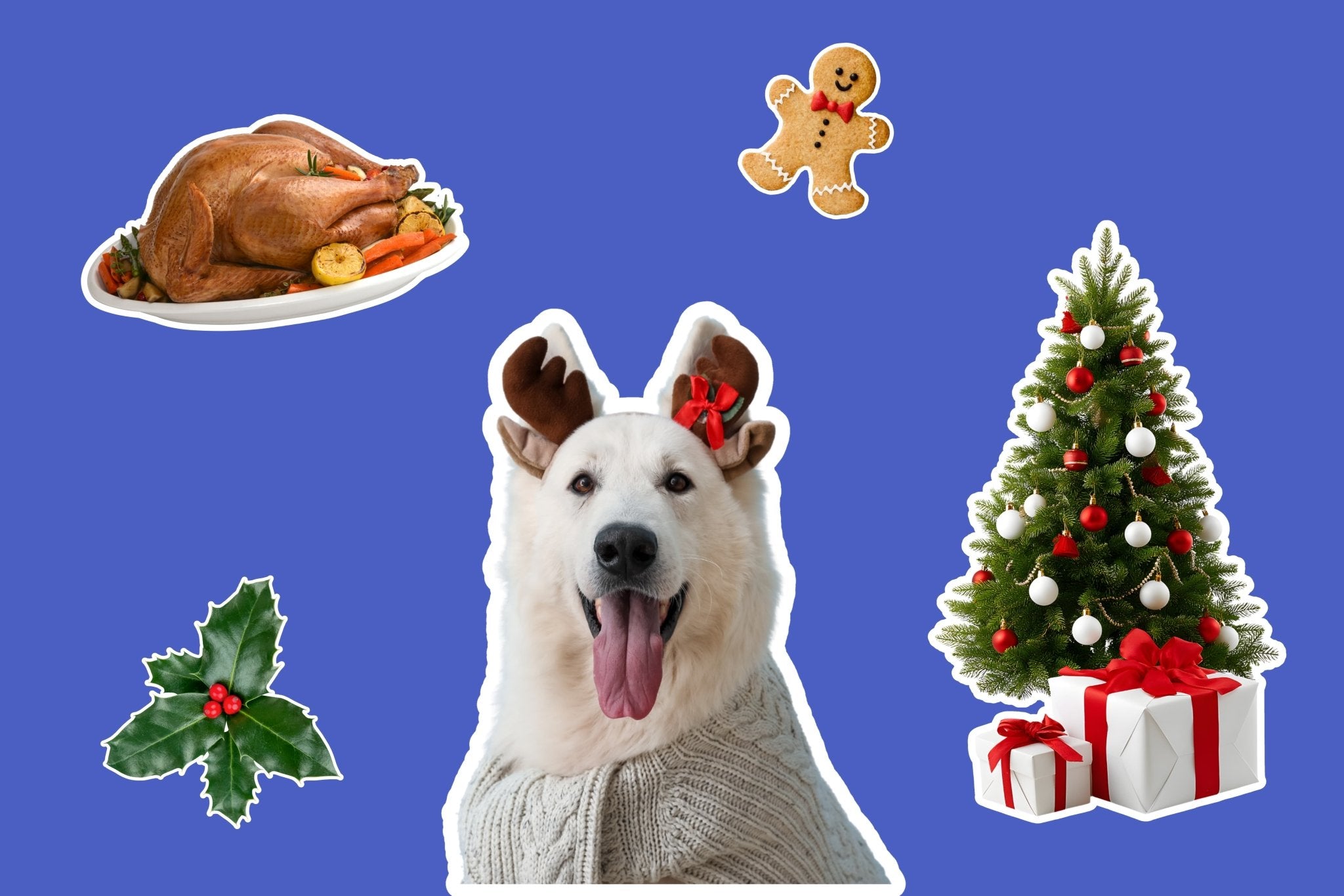 How to Make Christmas & New Year Safer and Less Stressful for Dogs