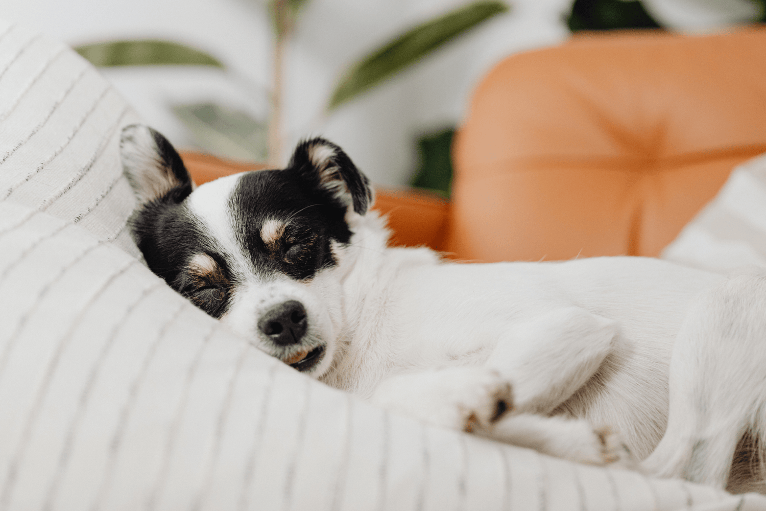 Is It Good to Sleep with Your Dog? Pros, Cons, and Safety Tips
