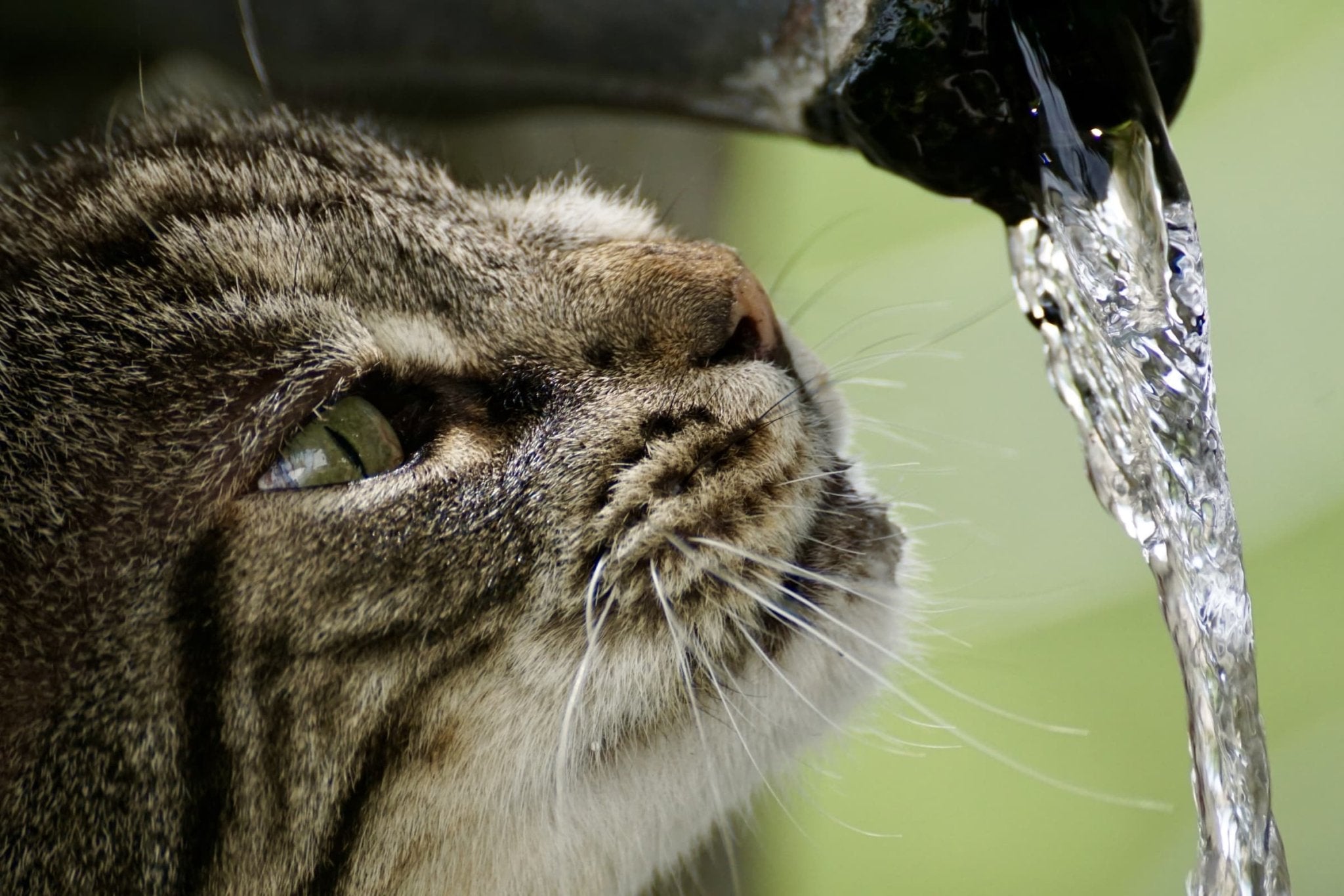 Is Your Cat Drinking Enough Water? The Silent Signs of Dehydration