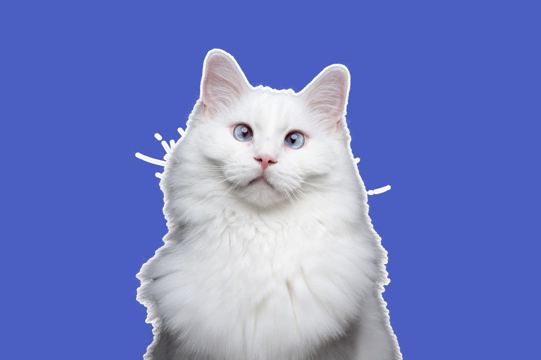 Is Your Cat Seeing Things? How Sleep & Alertness Shape Their Vision