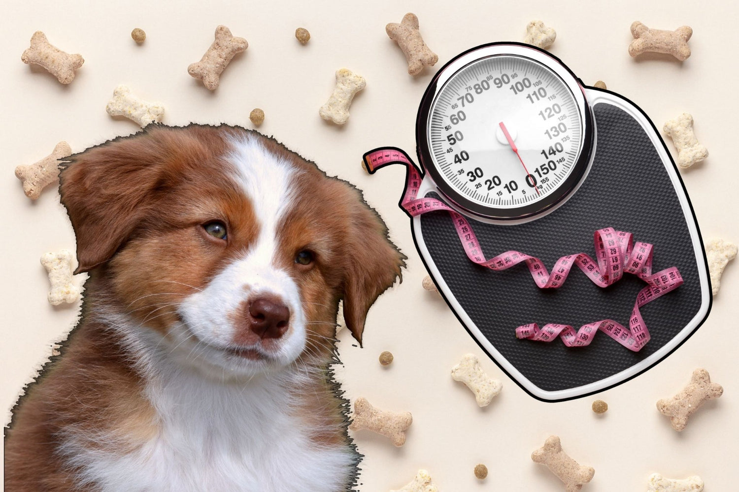 Is Your Dog Overweight? Here’s How to Help Them Slim Down - Safely and Sustainably