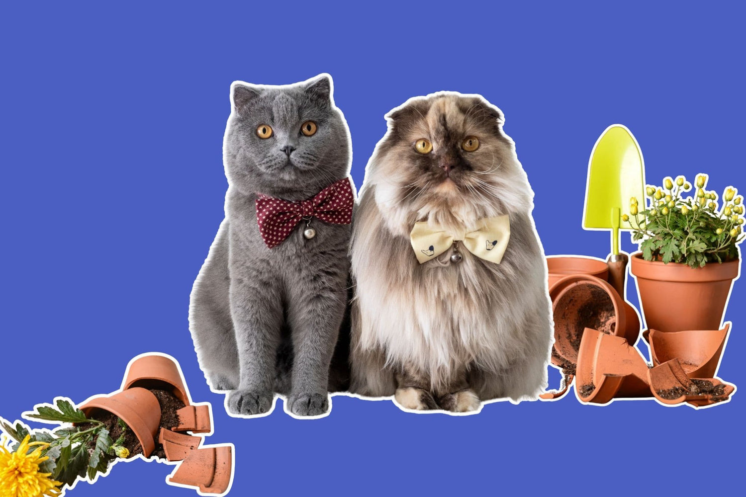 Is Your Home Ready for More Than One Cat?