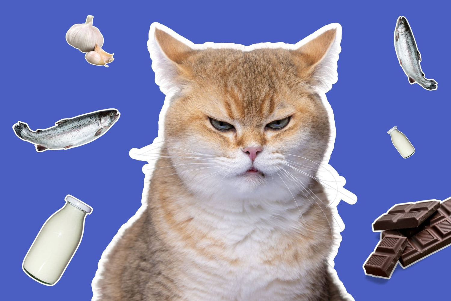 Keep Your Cat Safe: 10 Toxic Foods to Avoid