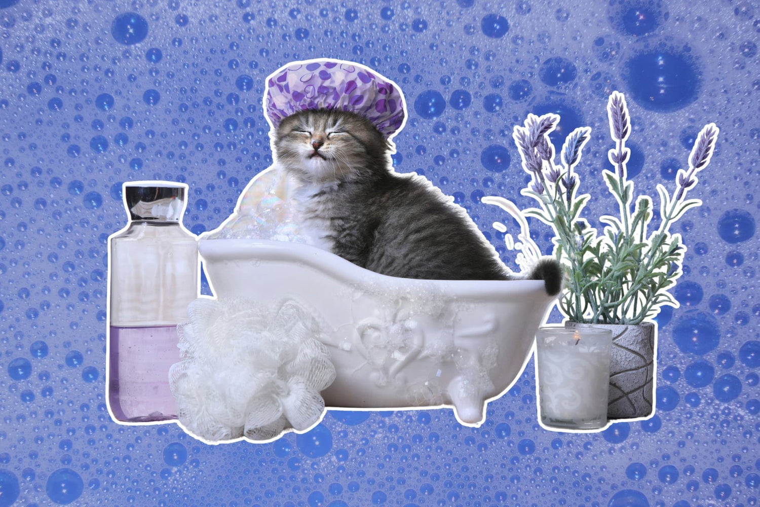 Spring Cat Grooming Checklist: Keep Your Cat Fresh & Healthy