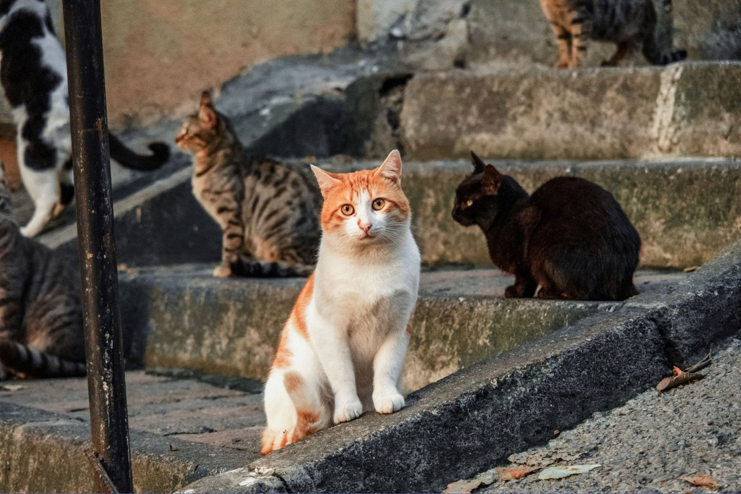 The Hidden Crisis of Homeless Cats: Causes & Solutions