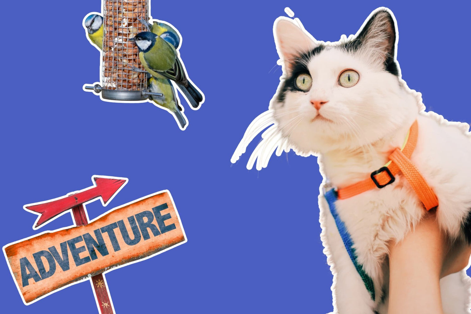 The Ultimate Guide to Leash Training Your Cat: A Stress-Free, Vet-Approved Method
