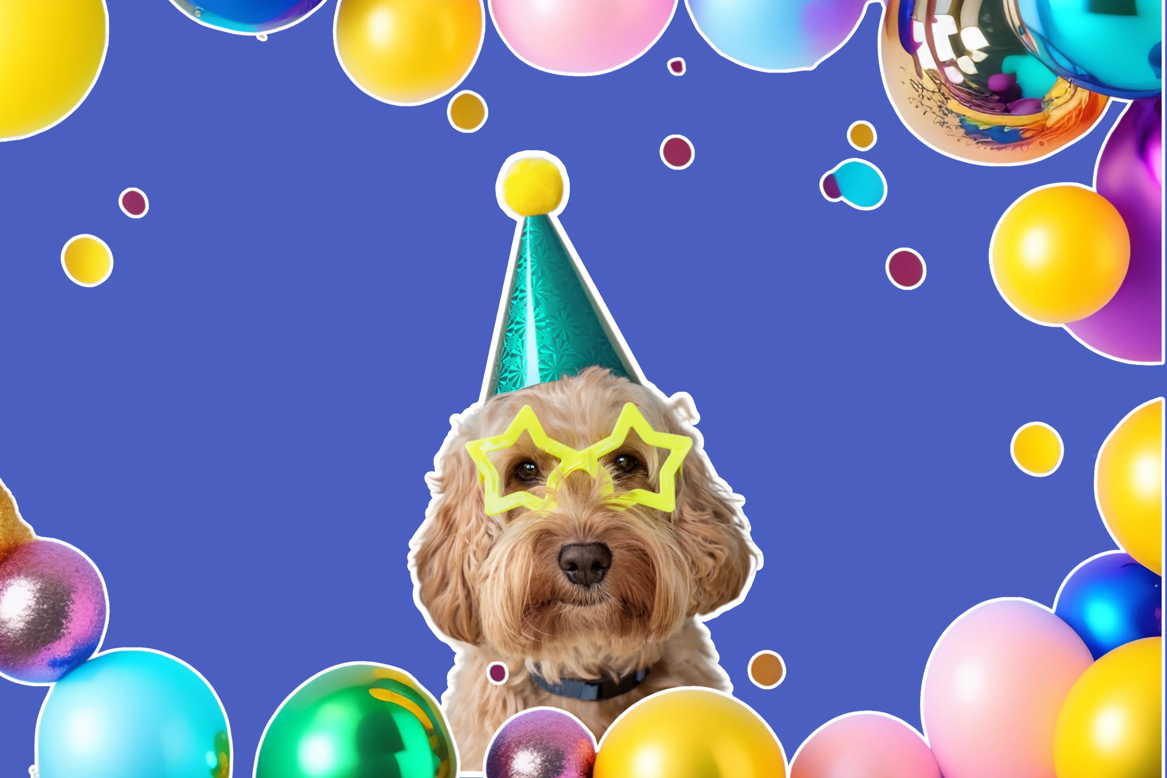 Dog’s Birthday Collection | Barkday Toys & Gifts
