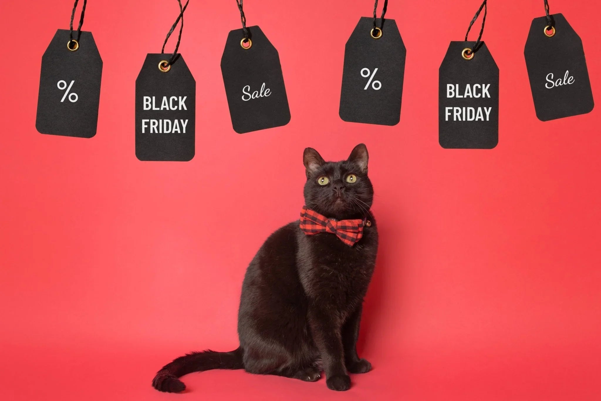 Black Friday for Cats - Share Happy Outfits