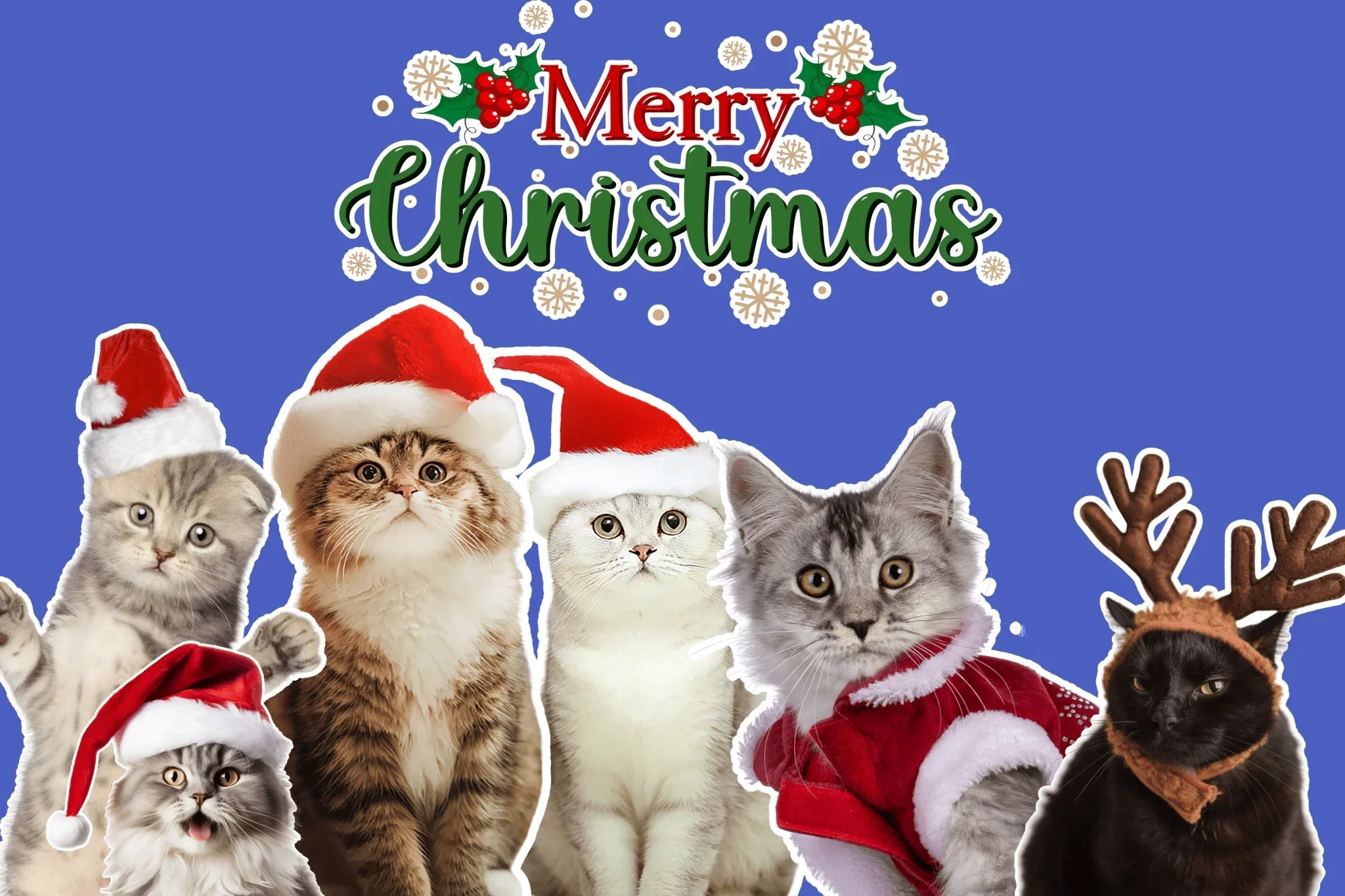 Cat Christmas Shop - Share Happy Outfits