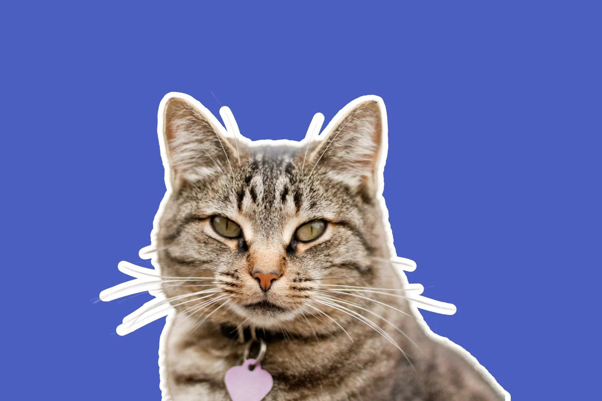 Cat Collars - Share Happy Outfits