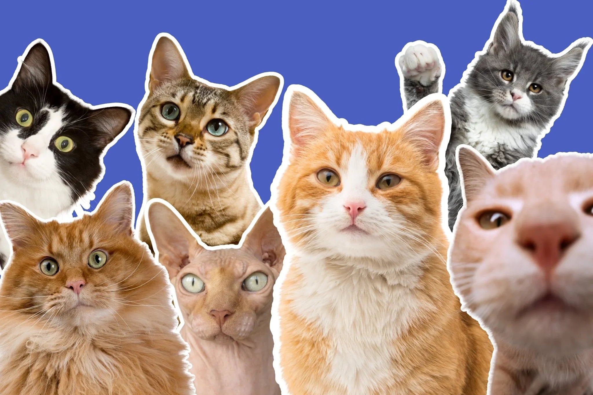 Cat Shop - Share Happy Outfits