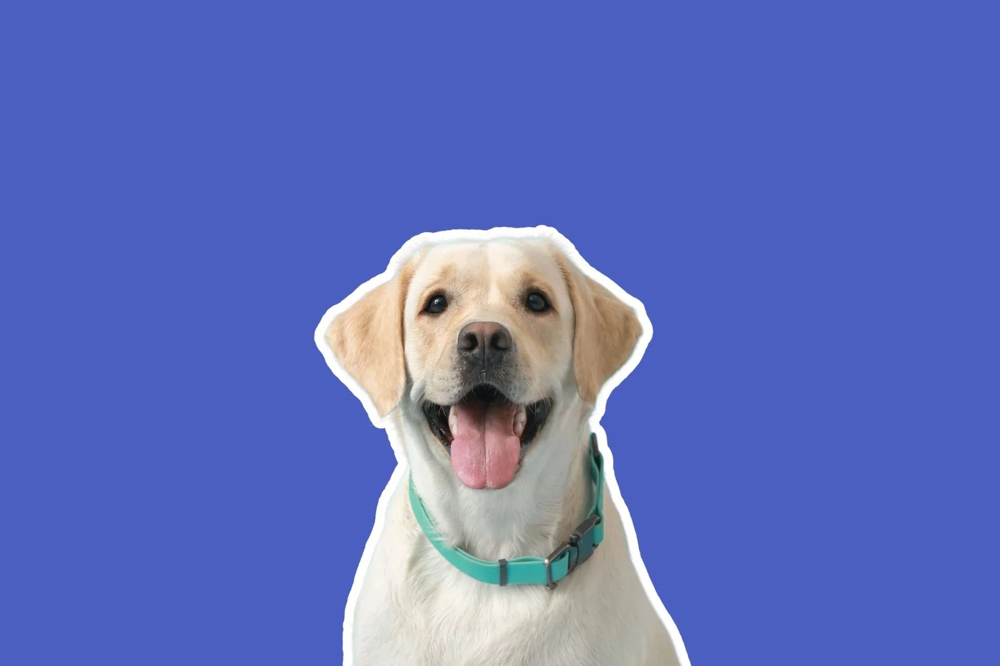 Collars - Share Happy Outfits