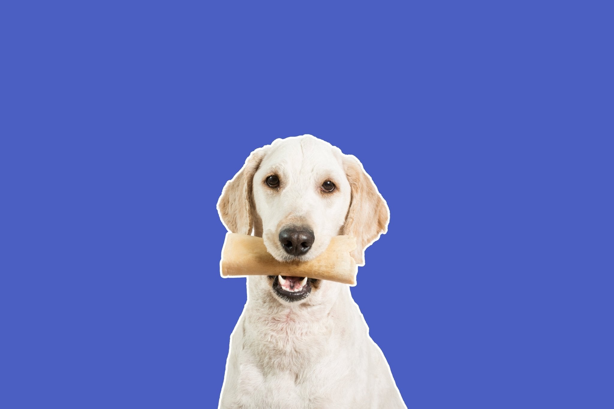 Dog Chews & Long-Lasting