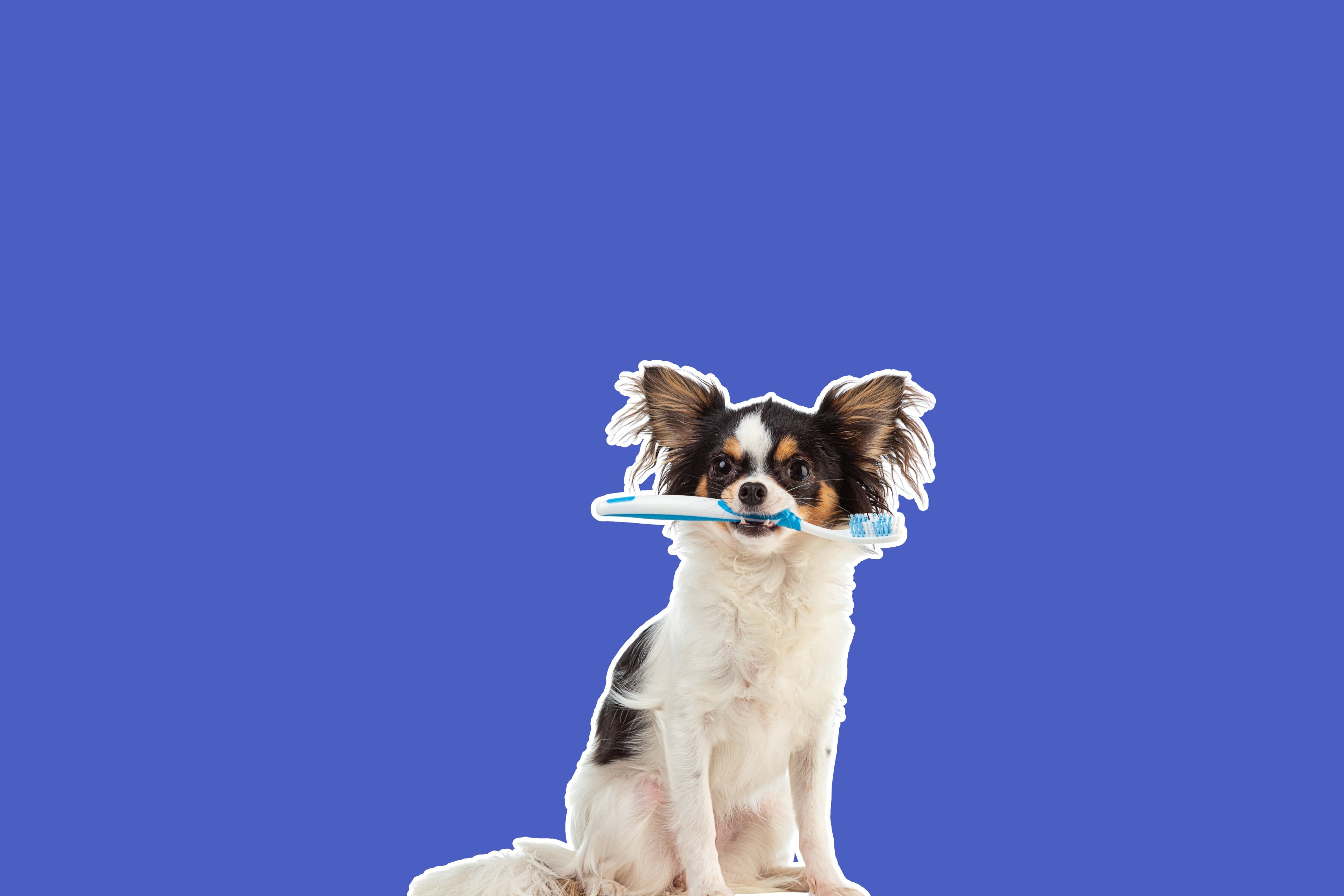 Dog Dental Snacks
