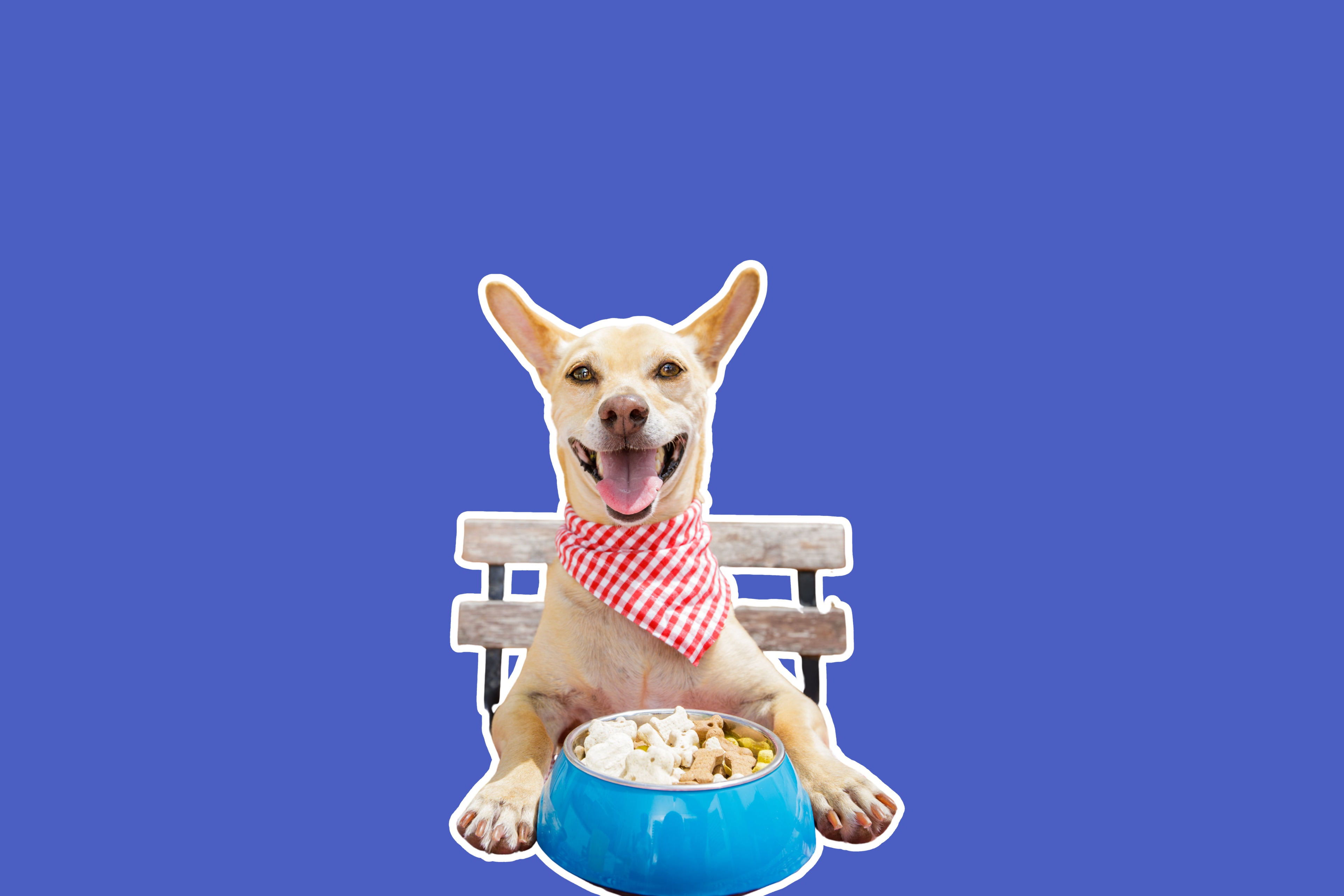 Dog Functional Treats