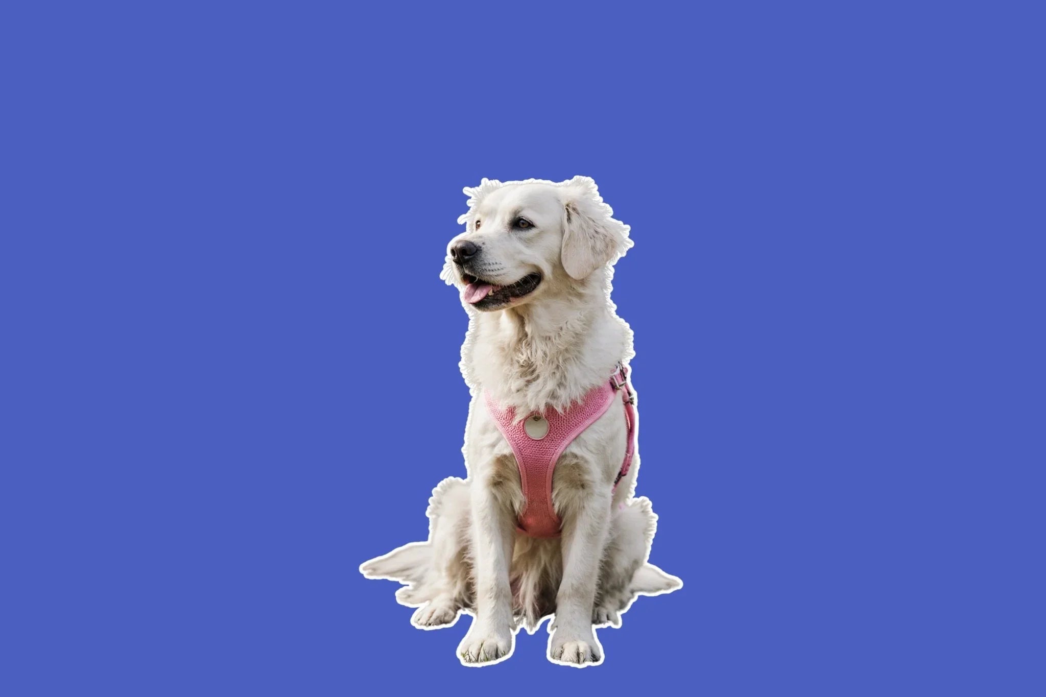 Dog Harnesses - Share Happy Outfits